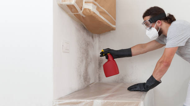 Professional Mold Removal technician working in Somerville, TX