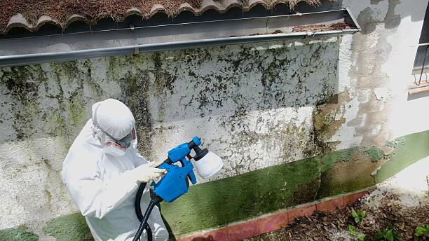 Trusted Mold Removal service in Somerville, TX - Cheap Mold Removal